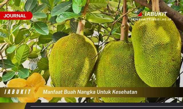 Inilah 10 Manfaat Buah Nangka untuk Kesehatan Tubuh Anda Inilah 10 Manfaat Buah Nangka untuk Kesehatan Tubuh Anda