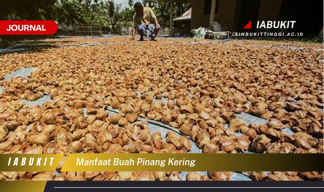 Inilah 8 Manfaat Buah Pinang Kering Untuk Kesehatan Tubuh Anda Secara Alami