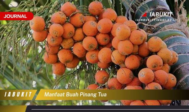 Inilah 8 Manfaat Buah Pinang Tua untuk Kesehatan Tubuh Anda