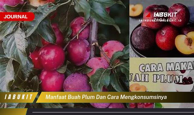 Inilah 8 Manfaat Buah Plum untuk Kesehatan dan Cara Mengkonsumsinya Agar Optimal