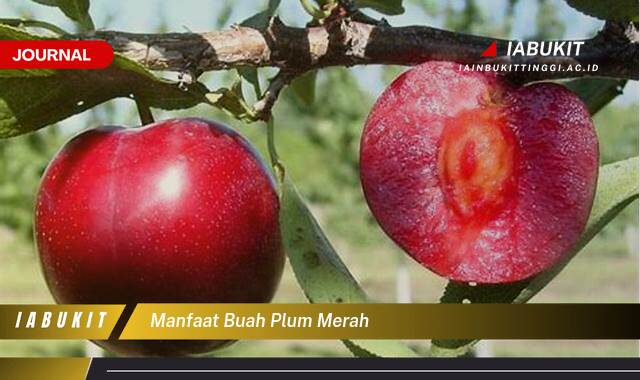 Inilah 10 Manfaat Buah Plum Merah untuk Kesehatan Tubuh Anda Inilah 10 Manfaat Buah Plum Merah untuk Kesehatan Tubuh Anda