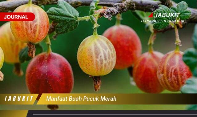 Inilah 8 Manfaat Buah Pucuk Merah untuk Kesehatan dan Kecantikan Anda