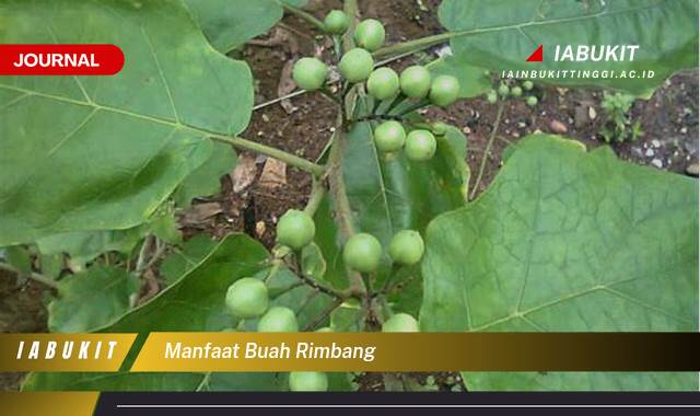 Inilah 9 Manfaat Buah Rimbang untuk Kesehatan Anda yang Menakjubkan Inilah 9 Manfaat Buah Rimbang untuk Kesehatan Anda yang Menakjubkan