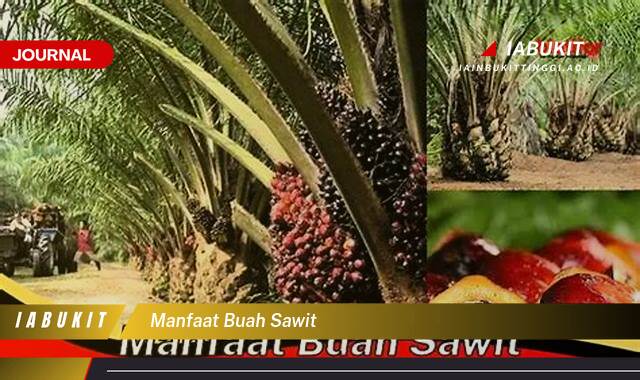 Inilah 10 Manfaat Buah Sawit Yang Jarang Diketahui dan Cara Mengolahnya