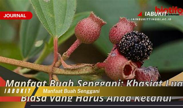 Inilah 10 Manfaat Buah Senggani untuk Kesehatan dan Kecantikan Alami