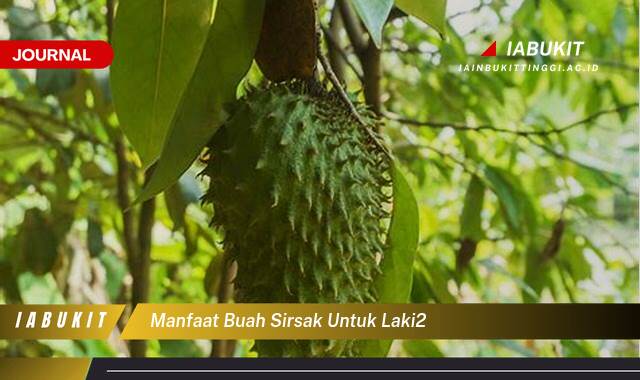 Inilah 9 Manfaat Buah Sirsak untuk Kesehatan Pria, Meningkatkan Stamina dan Vitalitas Inilah 9 Manfaat Buah Sirsak untuk Kesehatan Pria, Meningkatkan Stamina dan Vitalitas