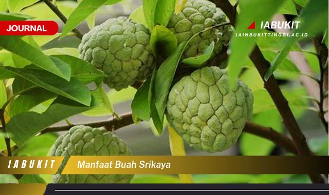 Inilah 8 Manfaat Buah Srikaya untuk Kesehatan Tubuh Anda Inilah 8 Manfaat Buah Srikaya untuk Kesehatan Tubuh Anda