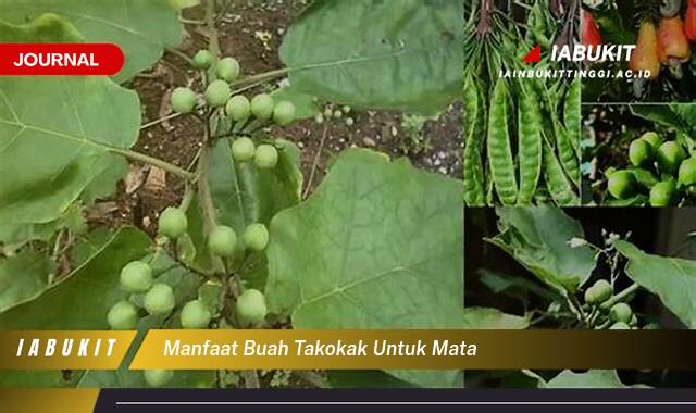 Inilah 9 Manfaat Buah Takokak untuk Mata, Meningkatkan Kesehatan dan Ketajaman Penglihatan