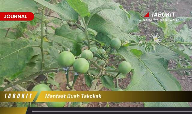 Inilah 10 Manfaat Buah Takokak untuk Kesehatan Tubuh Anda Inilah 10 Manfaat Buah Takokak untuk Kesehatan Tubuh Anda