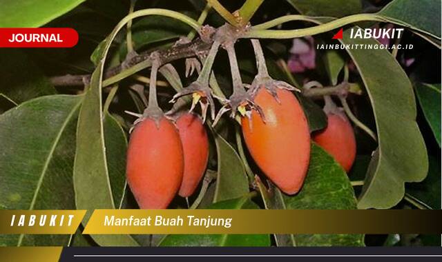 Inilah 9 Manfaat Buah Tanjung, Rahasia Kesehatan Jantung dan Kulit Cantik Alami