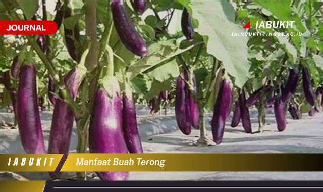 Inilah 9 Manfaat Buah Terong untuk Kesehatan Tubuh Anda Inilah 9 Manfaat Buah Terong untuk Kesehatan Tubuh Anda