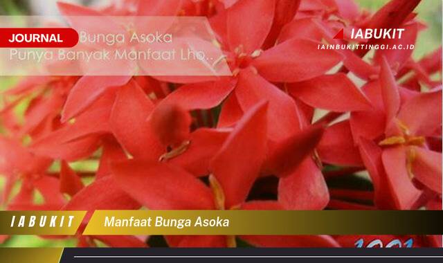 Inilah 8 Manfaat Bunga Asoka untuk Kesehatan dan Kecantikan Anda Inilah 8 Manfaat Bunga Asoka untuk Kesehatan dan Kecantikan Anda