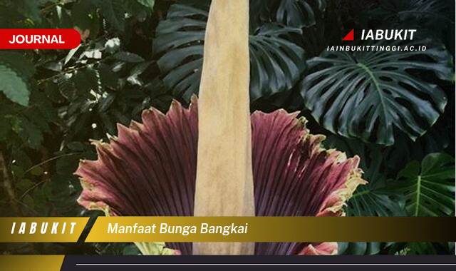 Inilah 9 Manfaat Bunga Bangkai yang Jarang Diketahui dan Menakjubkan