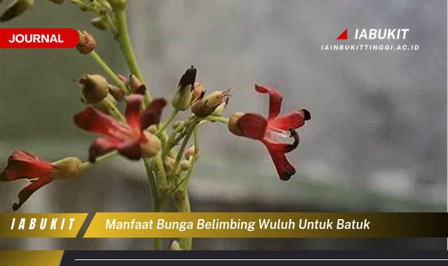 Inilah 10 Manfaat Bunga Belimbing Wuluh untuk Batuk, Redakan Gejala Alami dan Efektif