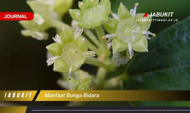 Inilah 10 Manfaat Bunga Bidara Untuk Kesehatan dan Kecantikan Alami