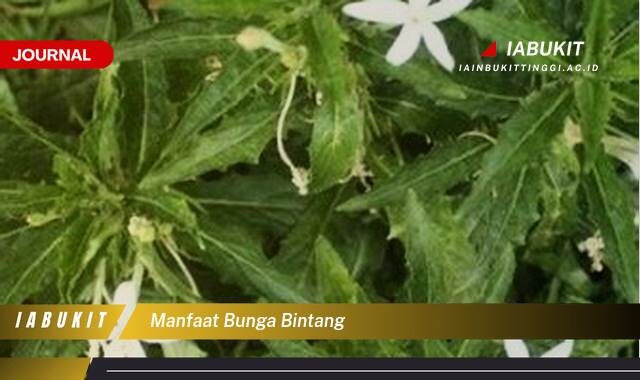 Inilah 8 Manfaat Bunga Bintang Untuk Kesehatan Kulit dan Kecantikan