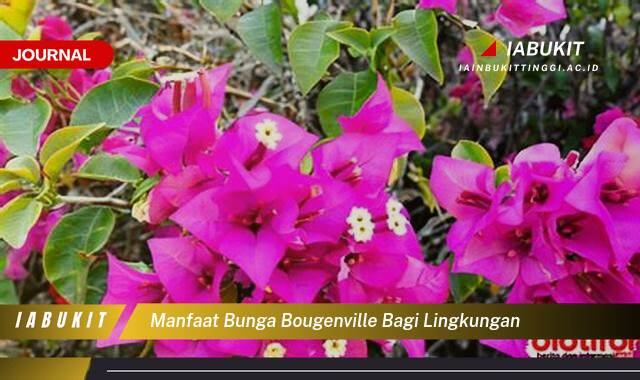 Inilah 10 Manfaat Bunga Bougenville bagi Lingkungan, Kecantikan dan Kebaikan untuk Bumi Kita