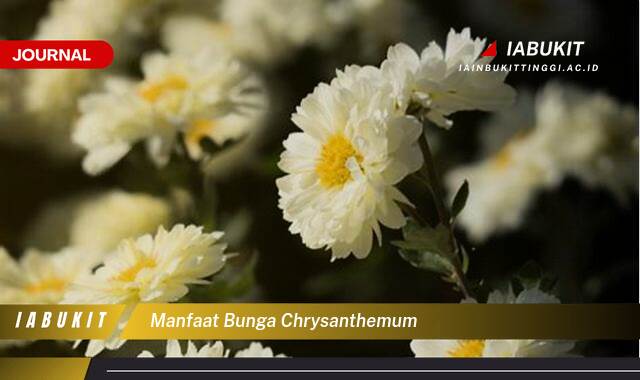 Inilah 9 Manfaat Bunga Chrysanthemum Untuk Kesehatan dan Kecantikan Anda