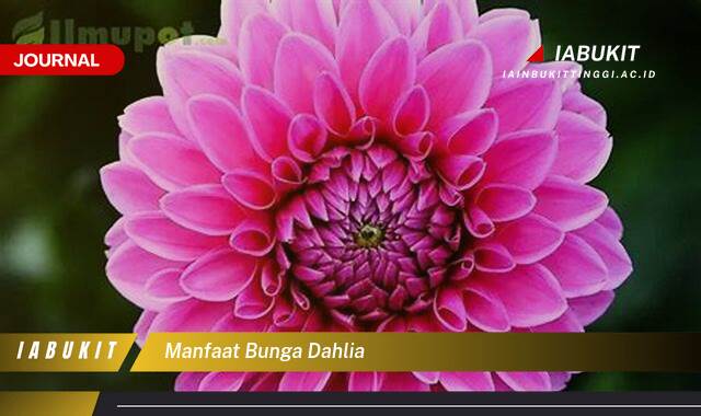 Inilah 10 Manfaat Bunga Dahlia, Khasiat Kesehatan, Kecantikan, dan Cara Menanamnya