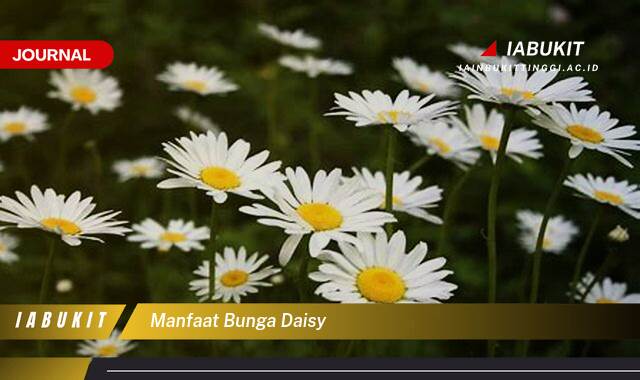 Inilah 10 Manfaat Bunga Daisy Bagi Kesehatan, Kecantikan, dan Lingkungan