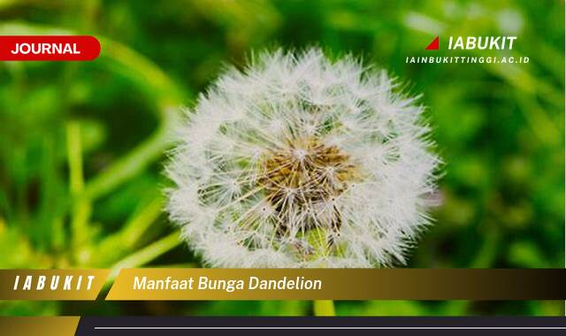 Inilah 8 Manfaat Bunga Dandelion untuk Kesehatan Tubuh Anda