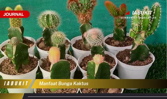 Inilah 10 Manfaat Bunga Kaktus yang Jarang Diketahui, Khasiat untuk Kesehatan dan Kecantikan