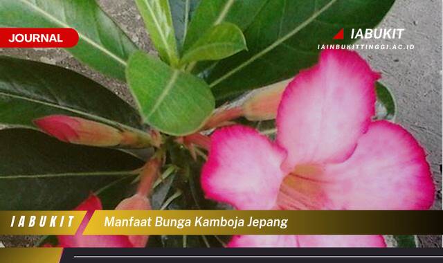 Ketahui 8 Manfaat Bunga Kamboja Jepang untuk Kecantikan Kulit dan Rambut