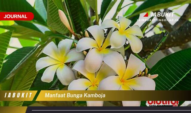 Ketahui 9 Manfaat Bunga Kamboja untuk Kecantikan Kulit dan Rambut Anda Ketahui 9 Manfaat Bunga Kamboja untuk Kecantikan Kulit dan Rambut Anda