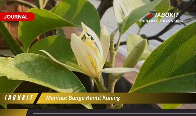 Inilah 9 Manfaat Bunga Kantil Kuning, Khasiat Kesehatan dan Kegunaan Spiritual yang Jarang Diketahui