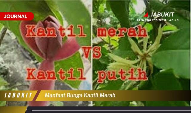 Inilah 10 Manfaat Bunga Kantil Merah untuk Kesehatan dan Kecantikan Alami