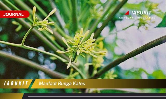 Inilah 10 Manfaat Bunga Kates untuk Kesehatan dan Kecantikan yang Terbukti Ampuh Inilah 10 Manfaat Bunga Kates untuk Kesehatan dan Kecantikan yang Terbukti Ampuh