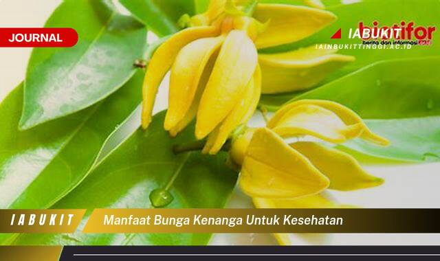 Inilah 9 Manfaat Bunga Kenanga untuk Kesehatan Tubuh dan Pikiran Anda Inilah 9 Manfaat Bunga Kenanga untuk Kesehatan Tubuh dan Pikiran Anda