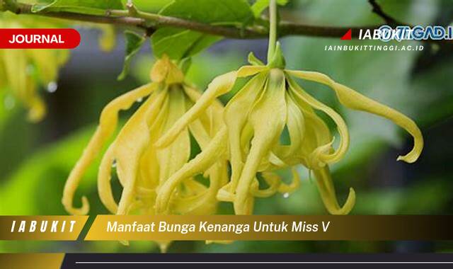 Inilah 9 Manfaat Bunga Kenanga untuk Kesehatan Miss V, Tips dan Cara Penggunaan Inilah 9 Manfaat Bunga Kenanga untuk Kesehatan Miss V, Tips dan Cara Penggunaan