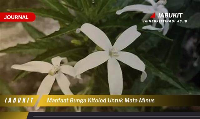 Inilah 9 Manfaat Bunga Kitolod untuk Mata Minus, Benarkah Ampuh dan Aman?