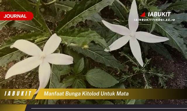 Inilah 10 Manfaat Bunga Kitolod untuk Mata, Pengobatan Alami, Efek Samping, dan Cara Penggunaan yang Aman