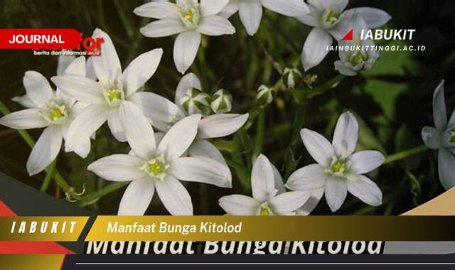 Inilah 9 Manfaat Bunga Kitolod untuk Kesehatan Mata dan Cara Menggunakannya Inilah 9 Manfaat Bunga Kitolod untuk Kesehatan Mata dan Cara Menggunakannya