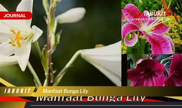 Inilah 9 Manfaat Bunga Lily, Khasiat Tersembunyi untuk Kesehatan dan Kecantikan