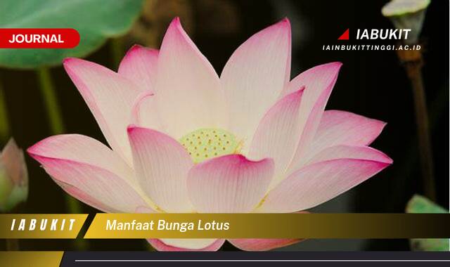 Inilah 9 Manfaat Bunga Lotus, Khasiat Tersembunyi untuk Kesehatan dan Kecantikan