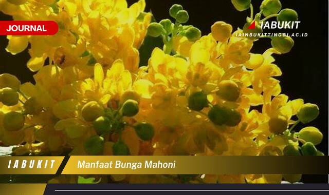 Inilah 10 Manfaat Bunga Mahoni untuk Kesehatan dan Kecantikan Alami