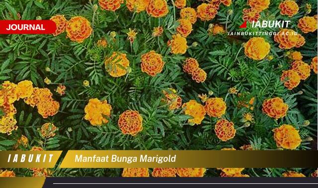 Inilah 10 Manfaat Bunga Marigold untuk Kesehatan, Kecantikan, dan Kebun Anda