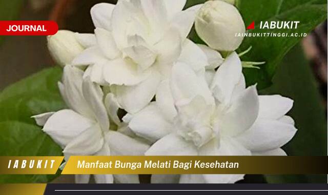 Inilah 8 Manfaat Bunga Melati bagi Kesehatan, Atasi Insomnia, Redakan Stres, dan Tingkatkan Kekebalan Tubuh