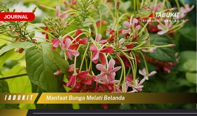 Inilah 10 Manfaat Bunga Melati Belanda, Khasiatnya untuk Kesehatan, Kecantikan, dan Lingkungan Inilah 10 Manfaat Bunga Melati Belanda, Khasiatnya untuk Kesehatan, Kecantikan, dan Lingkungan