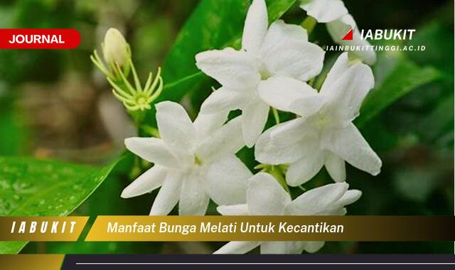 Inilah 10 Manfaat Bunga Melati untuk Kecantikan, Rahasia Kulit Glowing Alami