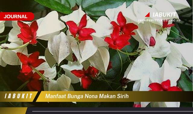 Inilah 9 Manfaat Bunga Nona Makan Sirih, Khasiat Tersembunyi dan Cara Penggunaannya untuk Kesehatan