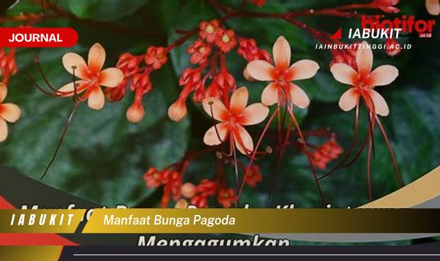 Inilah 8 Manfaat Bunga Pagoda, Khasiat Kesehatan Tersembunyi dan Cara Memanfaatkannya