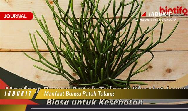 Inilah 8 Manfaat Bunga Patah Tulang, Khasiat Kesehatan Alami yang Jarang Diketahui