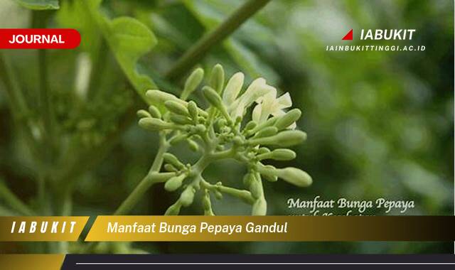 Inilah 10 Manfaat Bunga Pepaya Gandul untuk Kesehatan dan Pengobatan Alami
