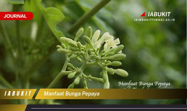Inilah 10 Manfaat Bunga Pepaya untuk Kesehatan Anda yang Menakjubkan Inilah 10 Manfaat Bunga Pepaya untuk Kesehatan Anda yang Menakjubkan