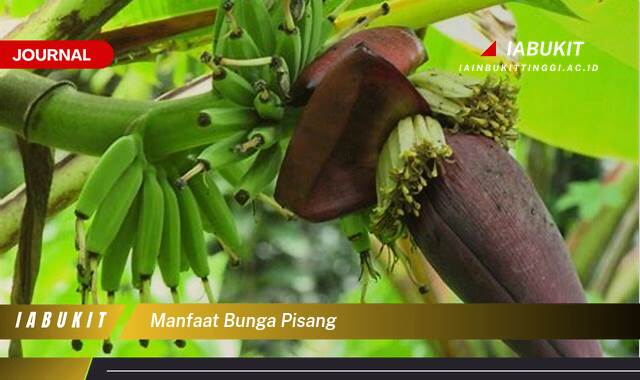Inilah 9 Manfaat Bunga Pisang, Rahasia Kesehatan Alami yang Tersembunyi