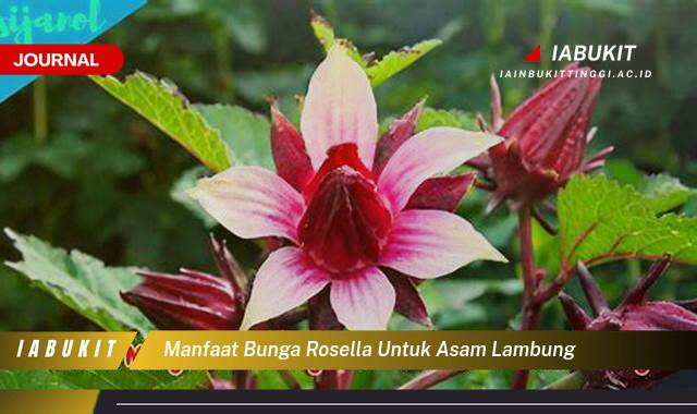 Inilah 8 Manfaat Bunga Rosella untuk Asam Lambung, Redakan Gejala dan Cegah Kekambuhan